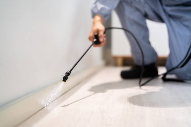 Licensed Wasp Removal service in Biddeford, ME - Show Me Pest Control